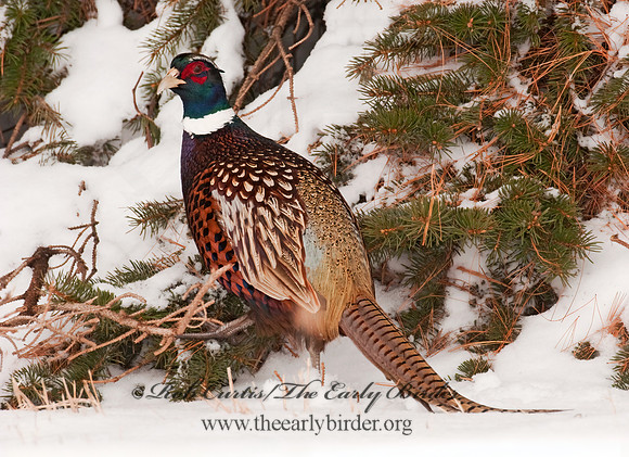 Phasianus cochicus  RING-NECKED PHEASANT 3006391+