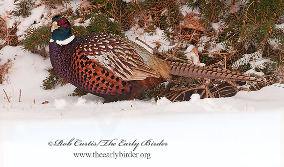 Phasianus cochicus  RING-NECKED PHEASANT 3006389+