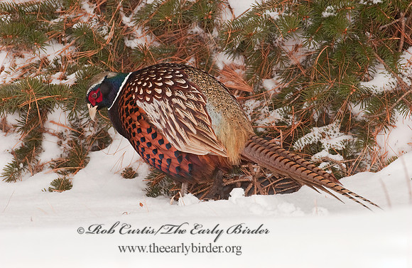 Phasianus cochicus  RING-NECKED PHEASANT 3006387+