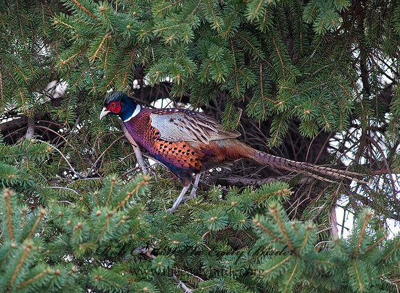 Phasianus cochicus  RING-NECKED PHEASANT 8025217+