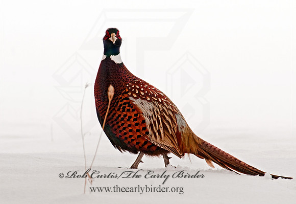 Phasianus cochicus  RING-NECKED PHEASANT 3006350+