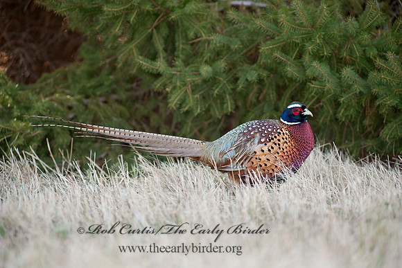 Phasianus cochicus  RING-NECKED PHEASANT 8025264+