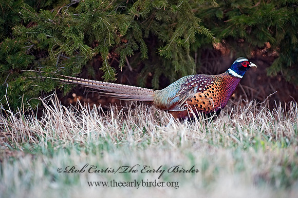 Phasianus cochicus  RING-NECKED PHEASANT 8025261+