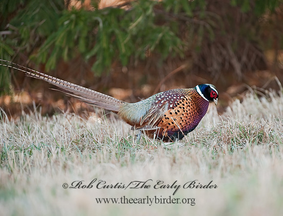 Phasianus cochicus  RING-NECKED PHEASANT 8025255+