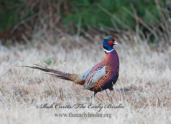 Phasianus cochicus  RING-NECKED PHEASANT 8025196+