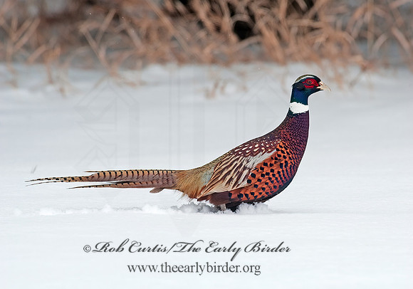 Phasianus cochicus  RING-NECKED PHEASANT 8024974+