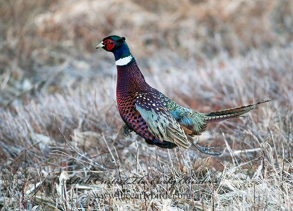 Phasianus cochicus  RING-NECKED PHEASANT 8025274+
