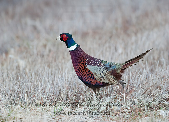 Phasianus cochicus  RING-NECKED PHEASANT 8025272+