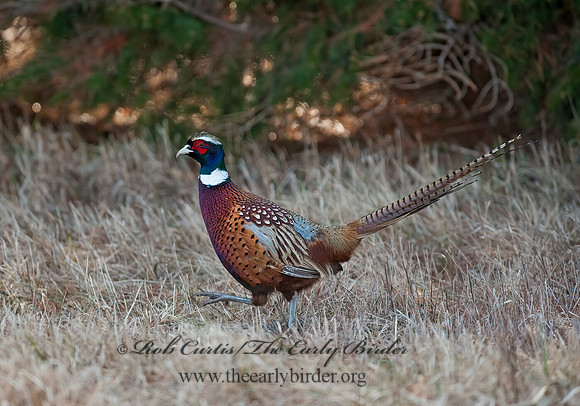 Phasianus cochicus  RING-NECKED PHEASANT 8025251+