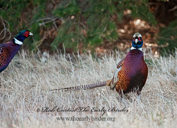 Phasianus cochicus  RING-NECKED PHEASANT 8025249+