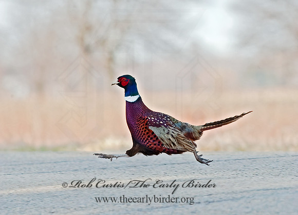 Phasianus cochicus  RING-NECKED PHEASANT 8025275+
