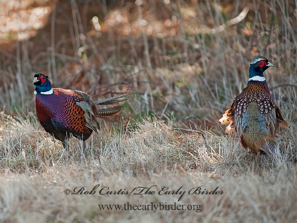 Phasianus cochicus  RING-NECKED PHEASANT 8025253+