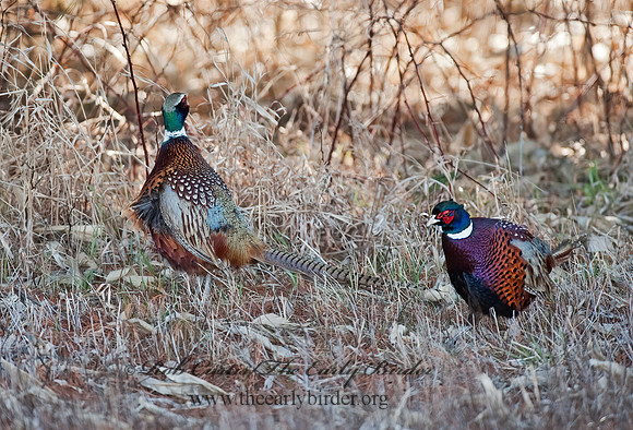 Phasianus cochicus  RING-NECKED PHEASANT 8025243+