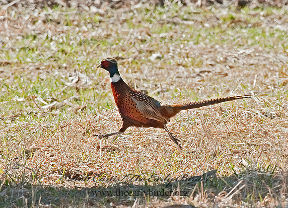 Phasianus cochicus  RING-NECKED PHEASANT 8025241+