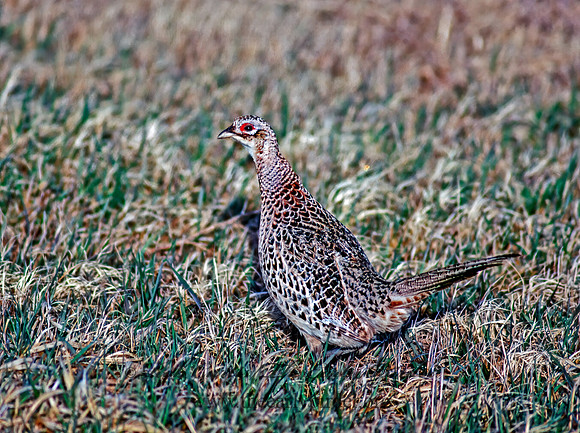 Phasianus cochicus  RING-NECKED PHEASANT 102012+