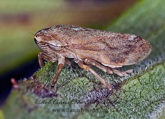 Philaenus spumarius  MEADOW SPITTLEBUG 6012350z