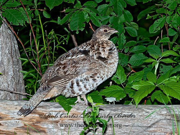 Bonasa umbellus  RUFFED GROUSE 8034247+