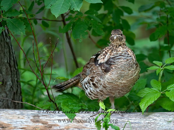 Bonasa umbellus  RUFFED GROUSE 8034250+