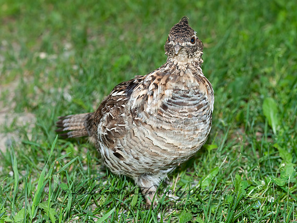 Bonasa umbellus  RUFFED GROUSE 8034259+