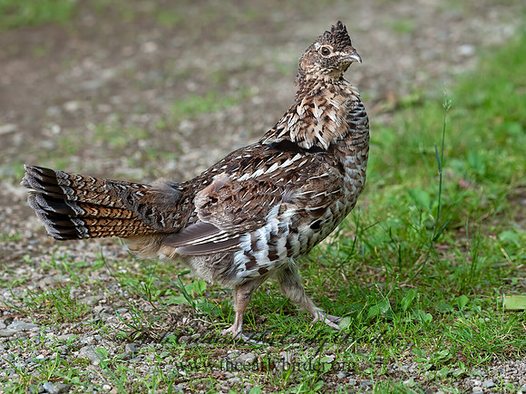 Bonasa umbellus  RUFFED GROUSE 8034267+