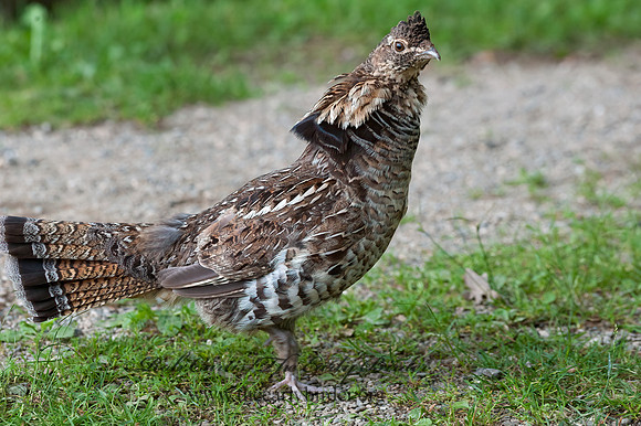 Bonasa umbellus  RUFFED GROUSE 8034266+
