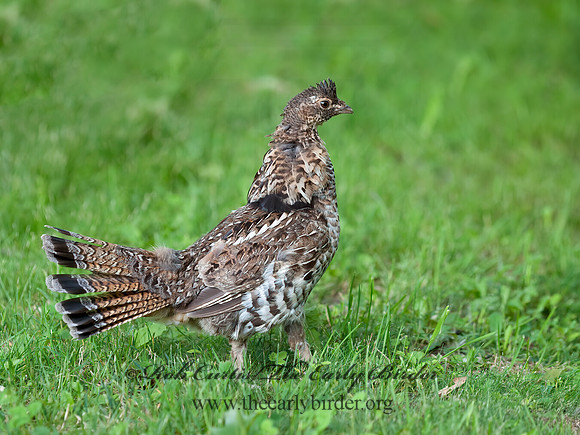 Bonasa umbellus  RUFFED GROUSE 8034269+
