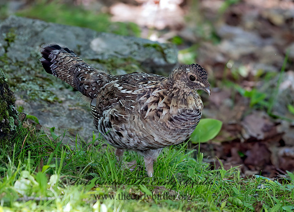 Bonasa umbellus  RUFFED GROUSE 9031906+