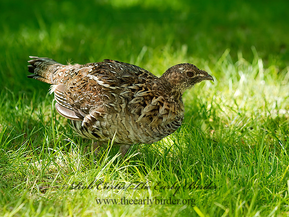 Bonasa umbellus  RUFFED GROUSE 9031924+