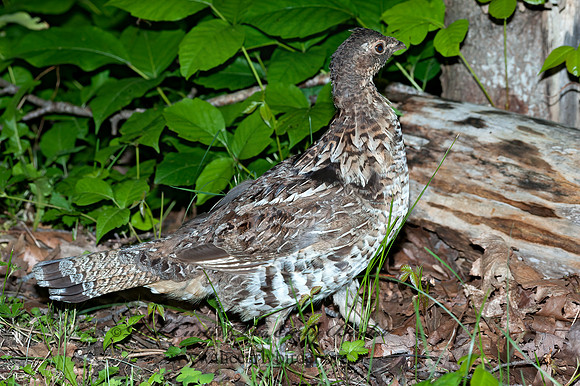 Bonasa umbellus  RUFFED GROUSE 8034244+