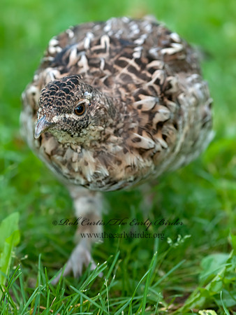 Bonasa umbellus  RUFFED GROUSE 8034264+