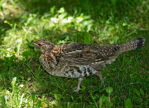 Bonasa umbellus  RUFFED GROUSE 9031911+
