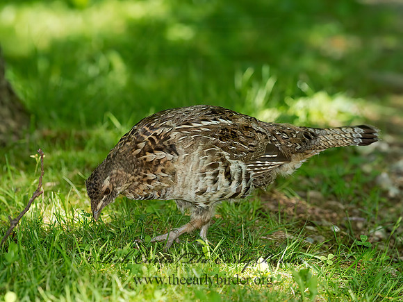 Bonasa umbellus  RUFFED GROUSE 9031913+