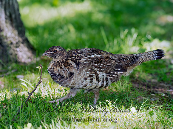 Bonasa umbellus  RUFFED GROUSE 9031914+
