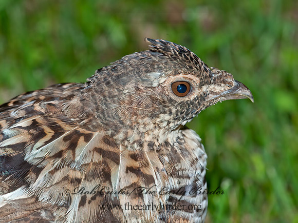 Bonasa umbellus  RUFFED GROUSE 8034238+