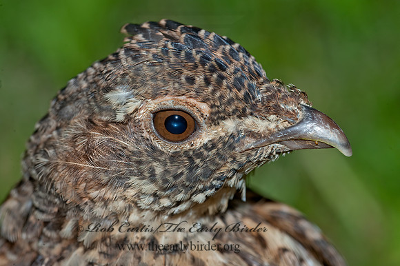Bonasa umbellus  RUFFED GROUSE 8034241+