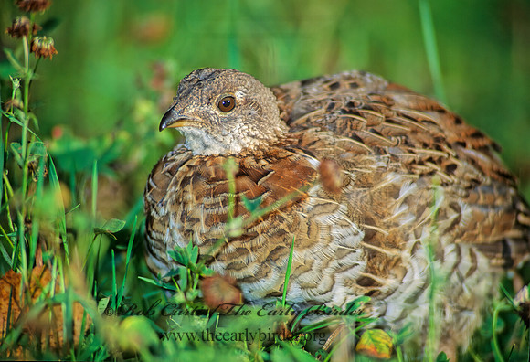 Bonasa umbellus  RUFFED GROUSE 59824+