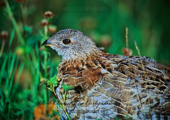 Bonasa umbellus  RUFFED GROUSE 59826