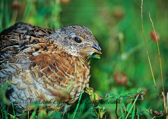 Bonasa umbellus  RUFFED GROUSE 59827+