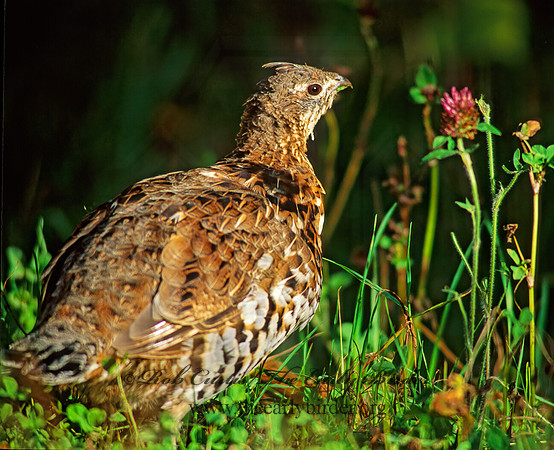 Bonasa umbellus  RUFFED GROUSE 59829+