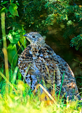 Bonasa umbellus  RUFFED GROUSE 60115+