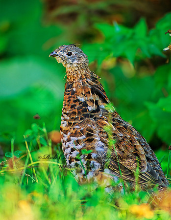 Bonasa umbellus  RUFFED GROUSE 60125+