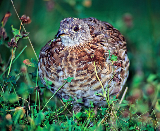 Bonasa umbellus  RUFFED GROUSE 60135+