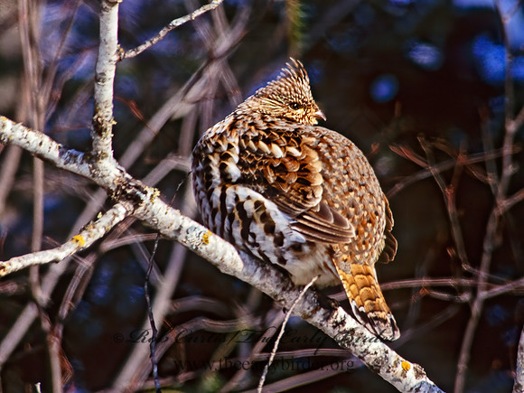 Bonasa umbellus  RUFFED GROUSE 162607+