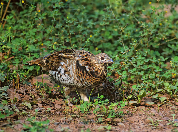 Bonasa umbellus  RUFFED GROUSE 209801+