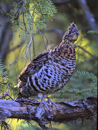 Bonasa umbellus  RUFFED GROUSE 212615+
