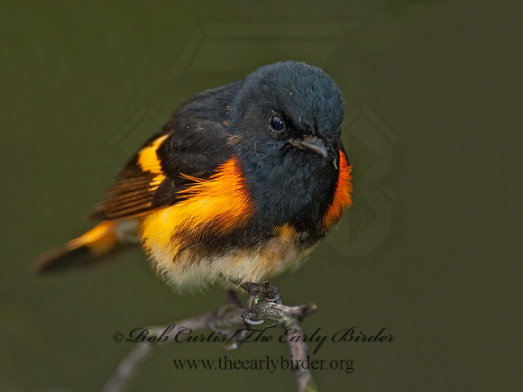 Setophaga ruticilla  AMERICAN REDSTART 8028276z