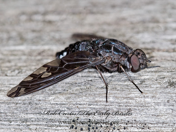 Xenox tigrinus  ANTHRACINI BEE FLY 6010882z