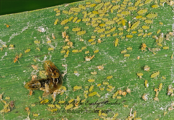 Hyalopterus pruni  MEALY PLUM APHID 249121z