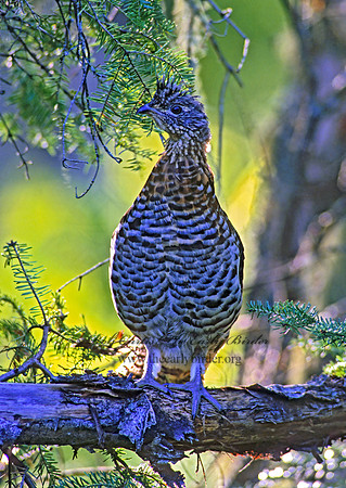 Bonasa umbellus  RUFFED GROUSE 212531+
