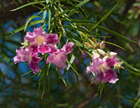 Chilopsis linearis  DESERT WILLOW 6024585z